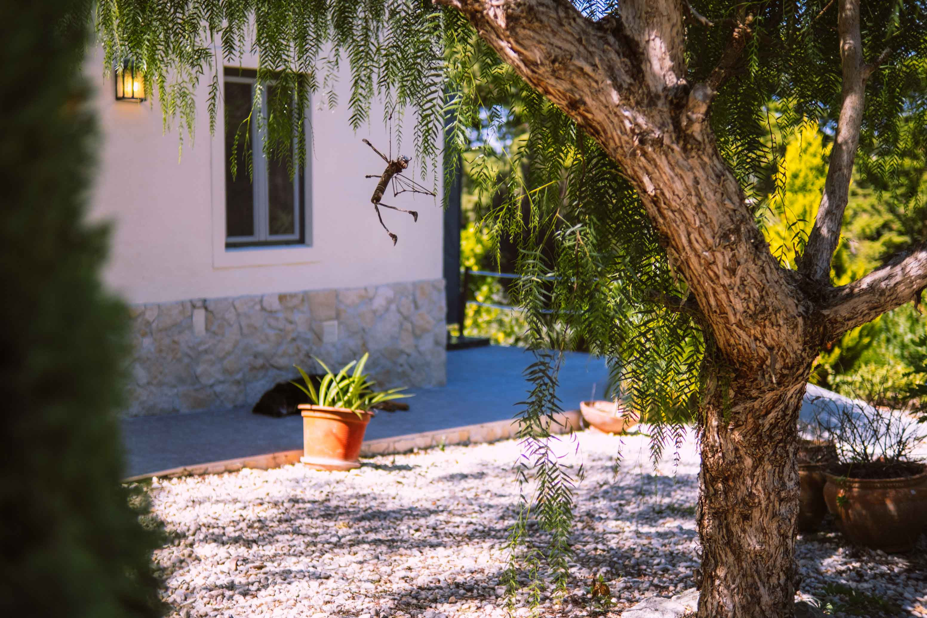 Shaded outdoor area with tree, potted plants, stone wall, and window on a sunny day.