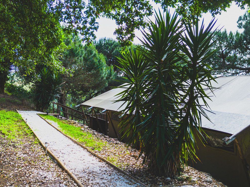 Gravel path alongside tall spiky plants and large tents set in a wooded area with green trees.