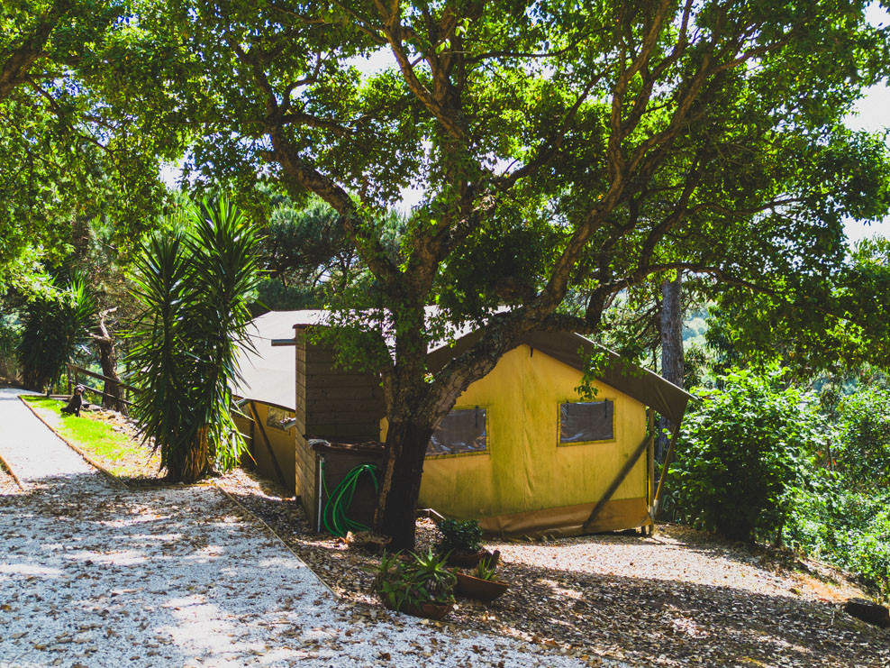 Yellow tent with plastic windows under a large tree beside a gravel path and green plants.