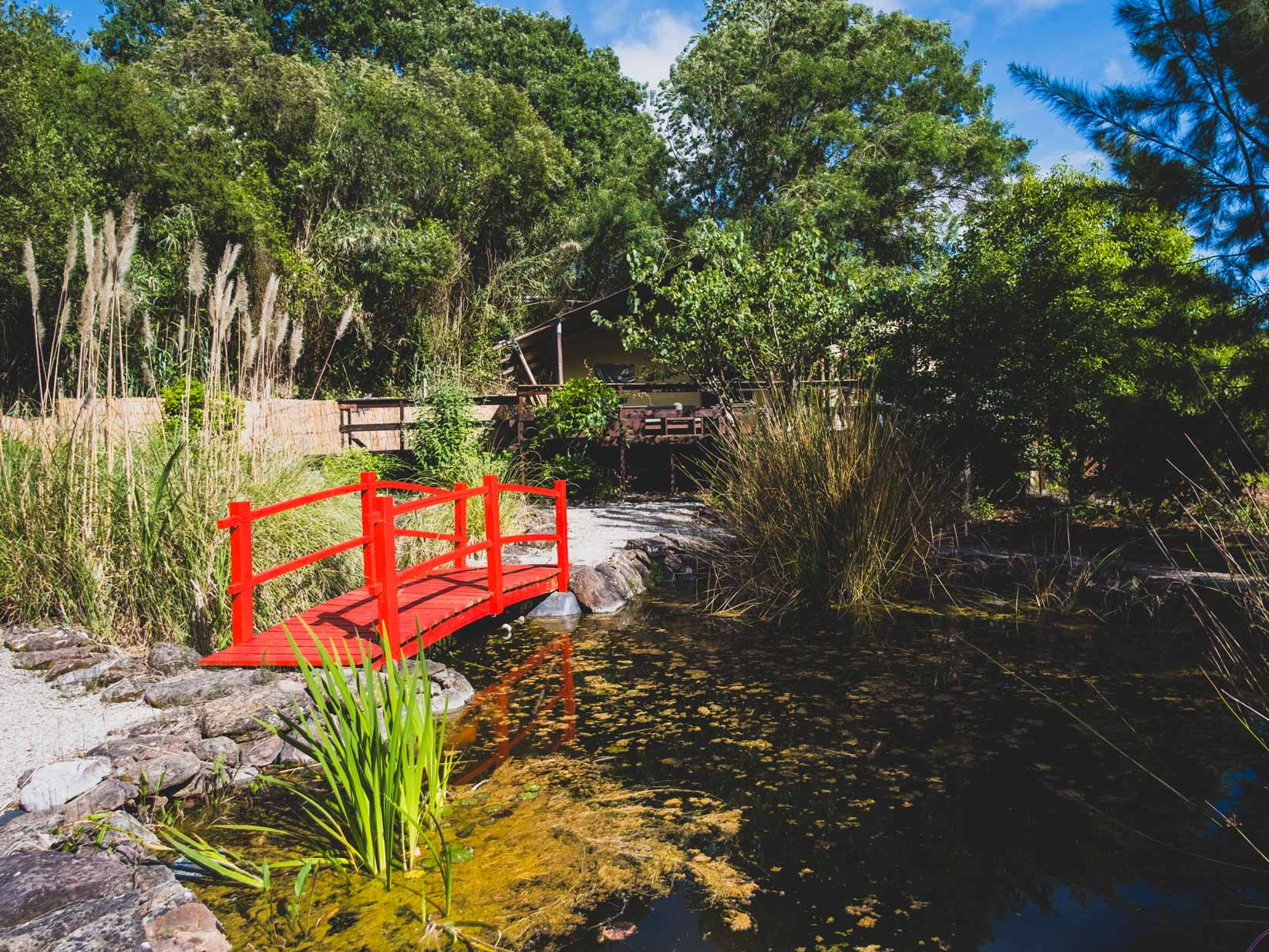 Small red wooden bridge crossing a pond surrounded by plants and trees under blue sky.